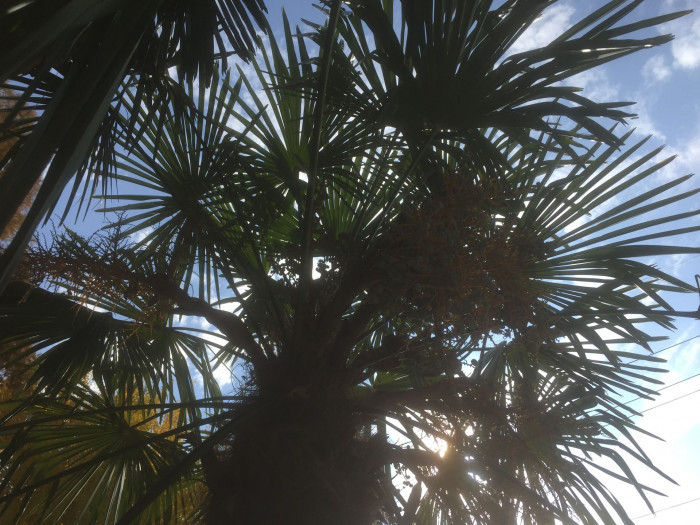 당종려 - Chinese windmill palm, windmill palm, Chusan palm, Trachycarpus fortunei