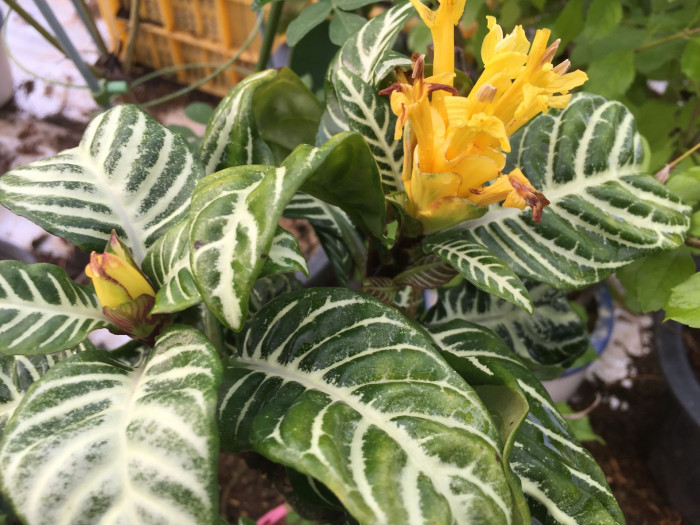 아펠란드라 - Aphelandra squarrosa