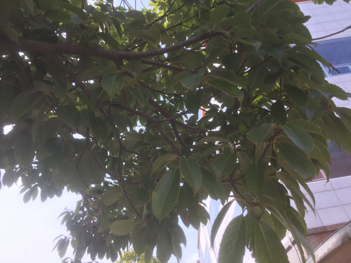 가시나무 - ㅕ뎌뎌뎌뎌뎌뎌ㅕ뎌ㅕ뎓뎌ㅕ뎌ㅕㄷ뎌ㅕ뎓, Quercus myrsinaefolia Blume