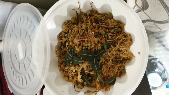 털사철란 - Goodyera velutina Maxim. ex Regel
