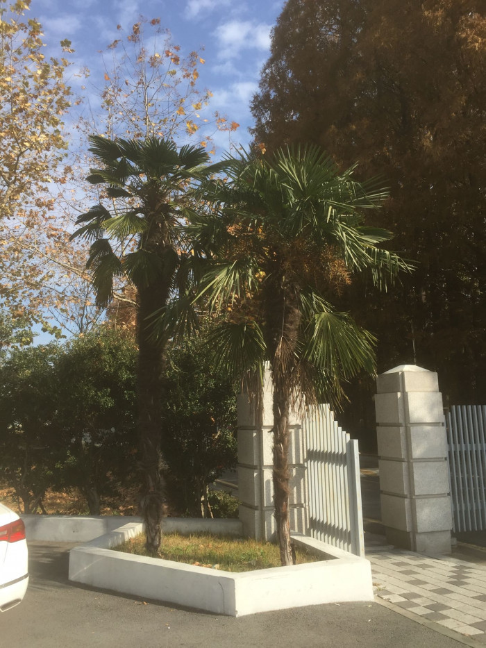당종려 - Chinese windmill palm, windmill palm, Chusan palm, Trachycarpus fortunei