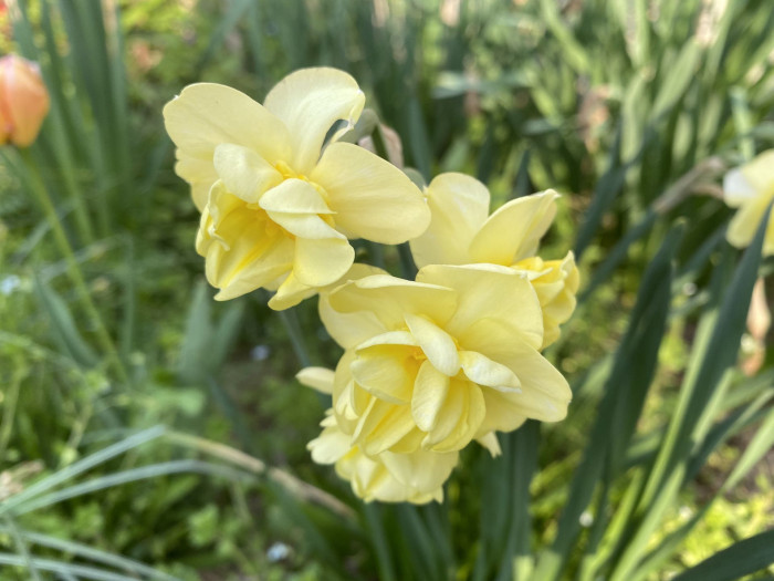 수선화 - daffodil, Narcissus tazetta var. chinensis