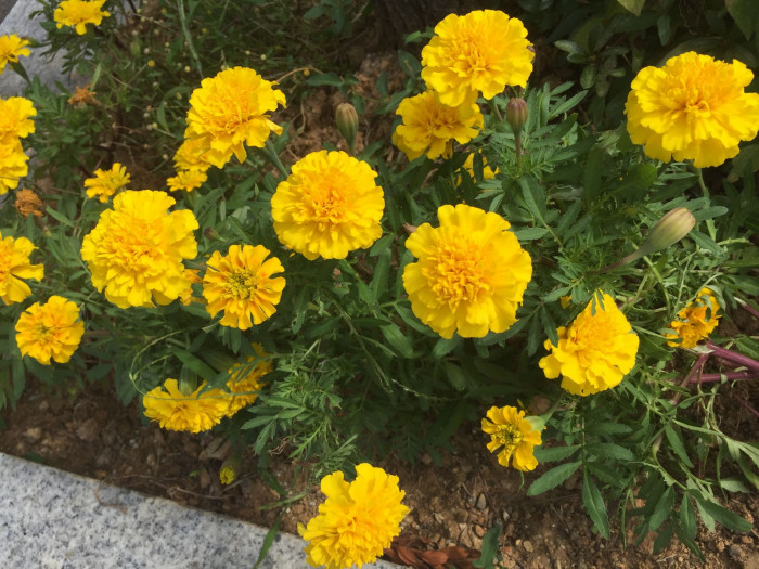 만수국 - Mari gold, Tagetes patula L.