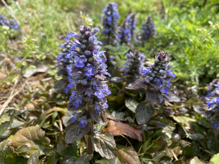 아주가렙탄스 - bugle, blue bugle, bugleherb, bugleweed, carpetweed, Ajuga reptans