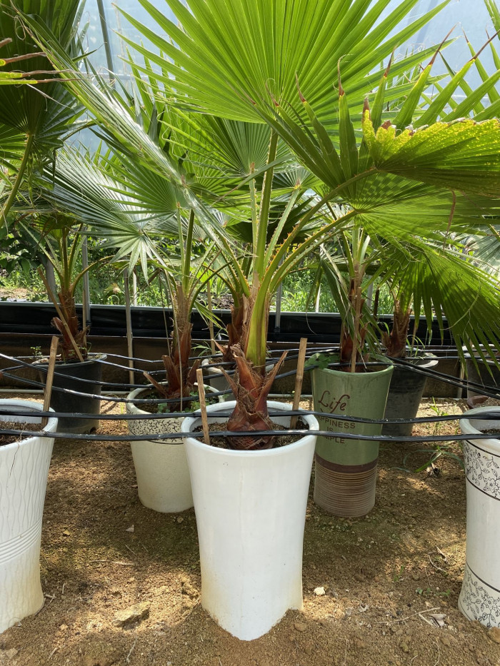 워싱턴야자 - Washington palm, California Fan Palm, Washingtonia filifera