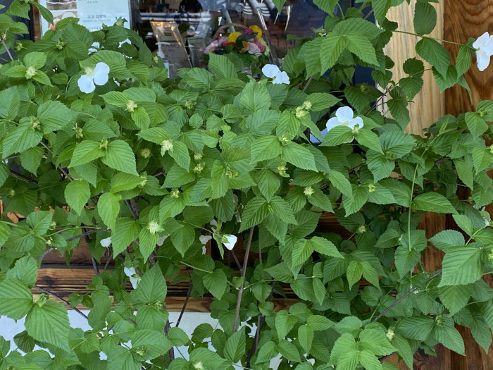 병아리꽃나무 - Rhodotypos scandens 