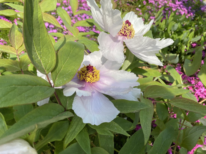 모란 - Peony blossom, Paeonia suffruticosa Andr.