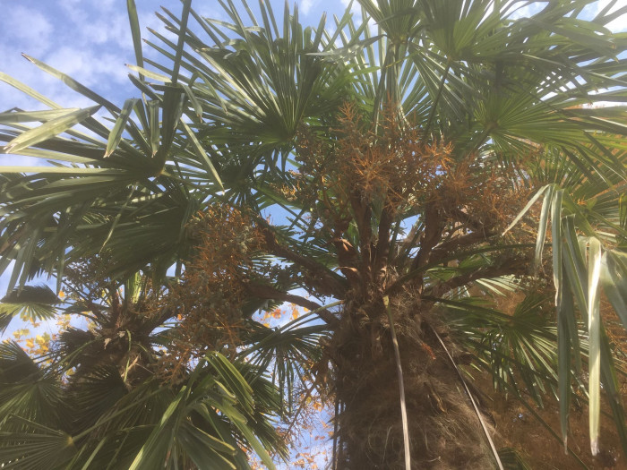 당종려 - Chinese windmill palm, windmill palm, Chusan palm, Trachycarpus fortunei