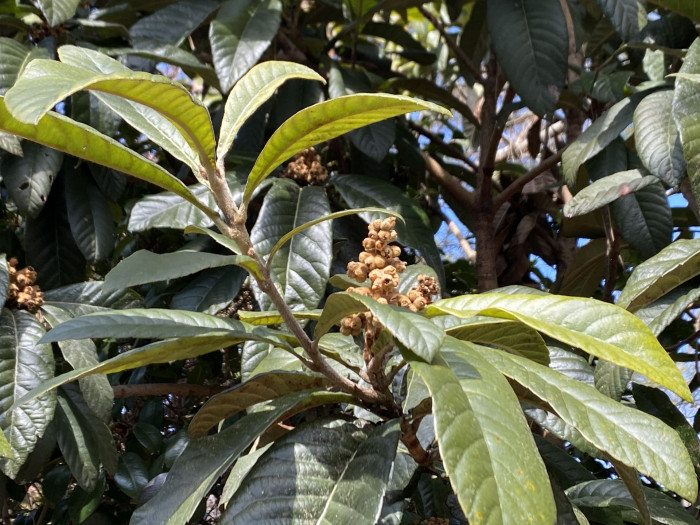 비파나무 - Eriobotrya japonica (Thunb.) Lindl.
