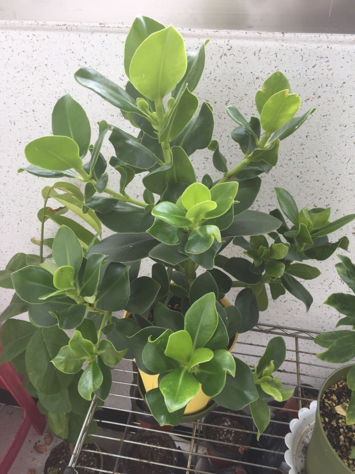 크루시아 로세아 - Autograph Tree, Clusia rosea