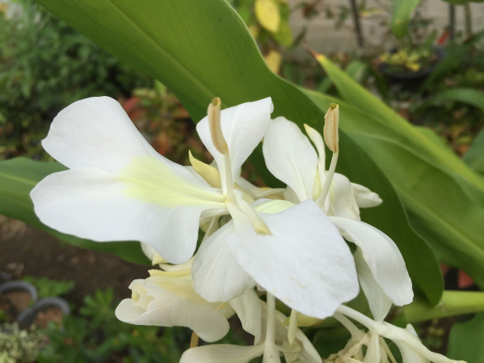 꽃생강 - Ginger lily, Hedychium coronarium J.Konig
