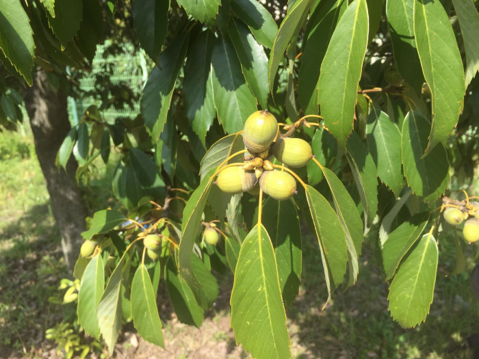 가시나무 - ㅕ뎌뎌뎌뎌뎌뎌ㅕ뎌ㅕ뎓뎌ㅕ뎌ㅕㄷ뎌ㅕ뎓, Quercus myrsinaefolia Blume