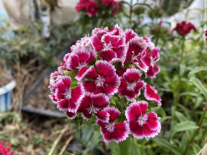 패랭이꽃 - Dianthus chinensis L. var. chinensis, Dianthus chinensis L. var. chinensis
