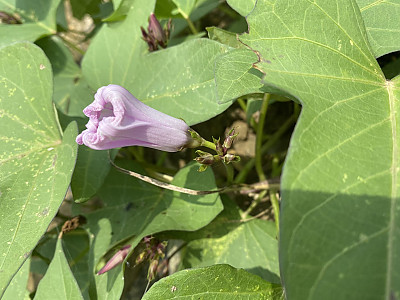 고구마 사진 - Ipomoea batatas (L.) Lam. Photos