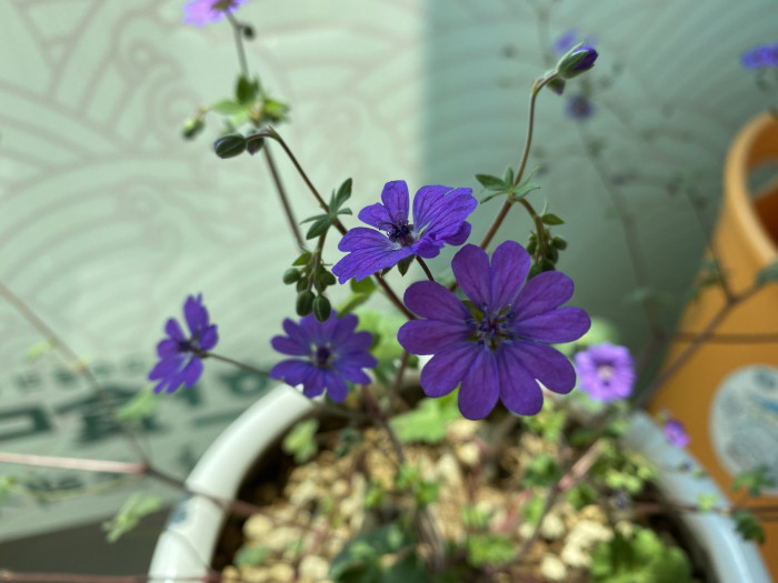 쥐손이풀 - Geranium sibiricum L.