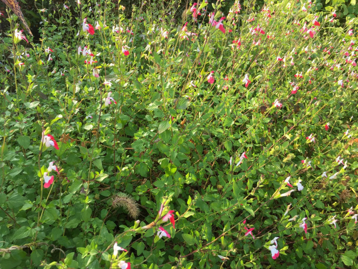 핫립세이지 - HotLipsSage, Salvia Microphylla