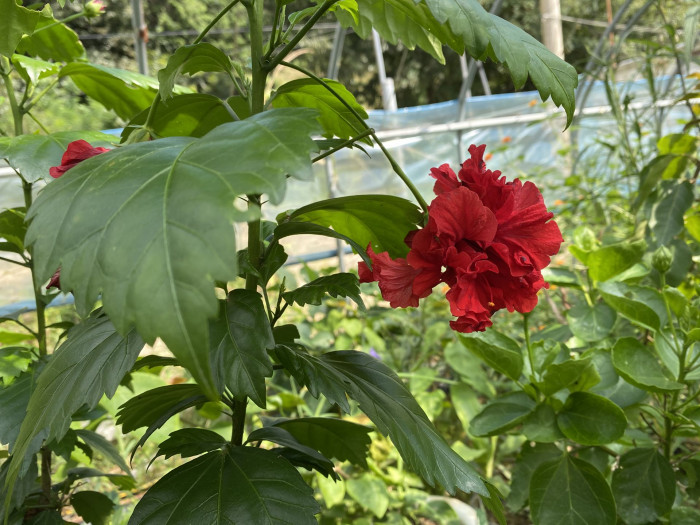 하와이무궁화 - hawaiian hibiscus, Hibiscus rosa-sinesis L.