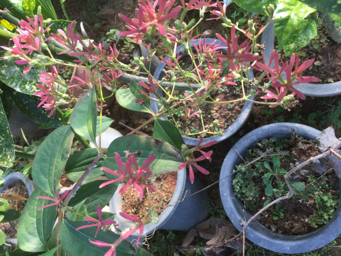 칠자화 - Seven Son Flower, Heptacodium miconioides