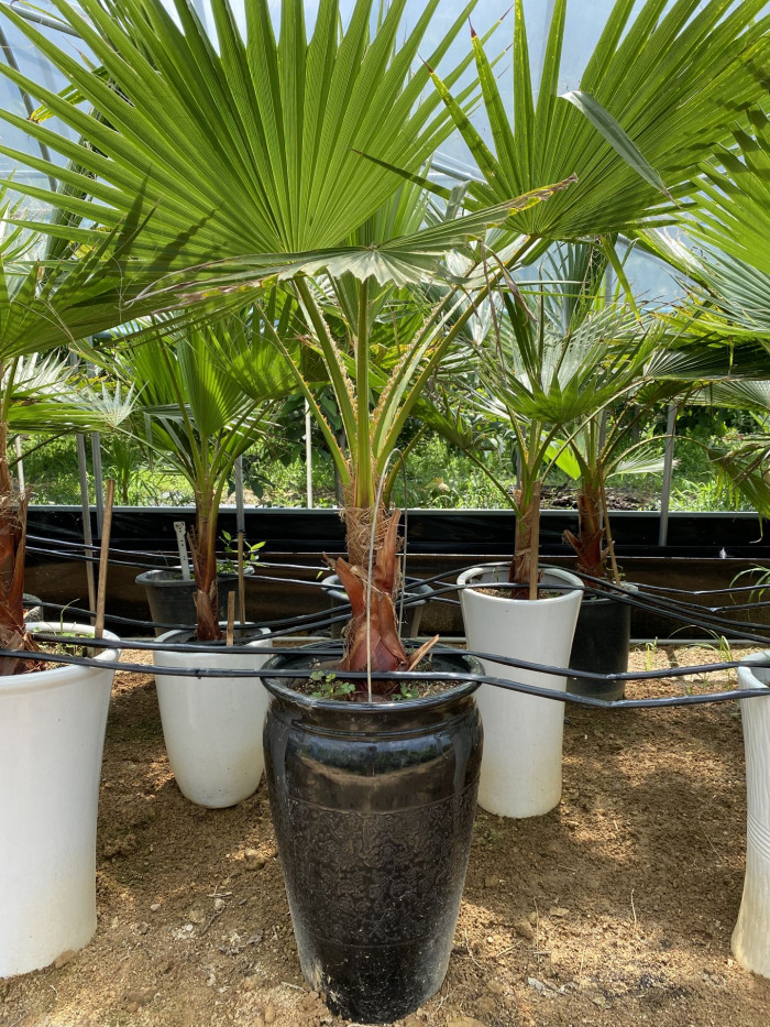 워싱턴야자 - Washington palm, California Fan Palm, Washingtonia filifera