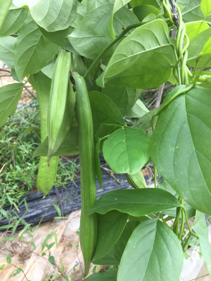 작두콩 - Canavalia ensiformis DC.