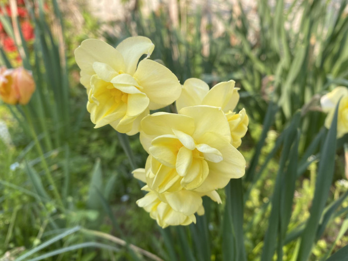 수선화 - daffodil, Narcissus tazetta var. chinensis