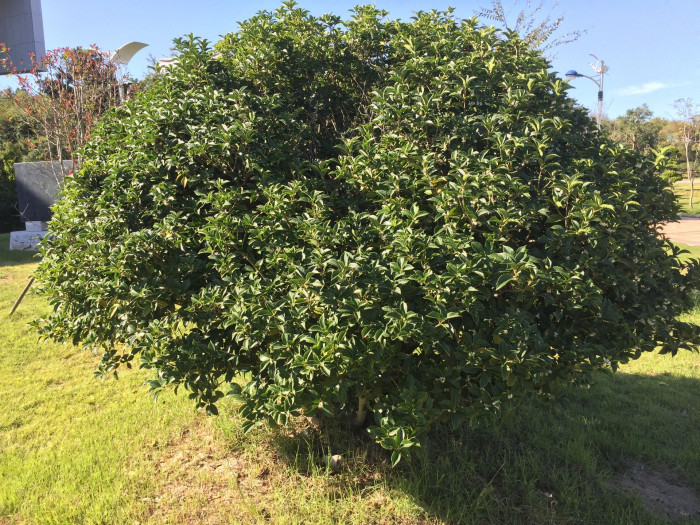은목서 - ㅑ, Osmanthus asiaticus Lour. var. fragrans