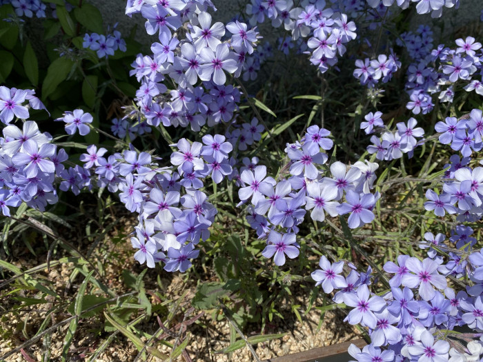 지면패랭이꽃 - Phlox subulata L.