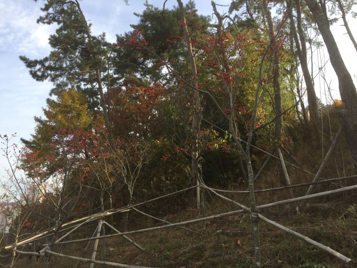 팥배나무 - Korean mountain ash, Sorbus alnifolia (Siebold & Zucc.) K.Koch