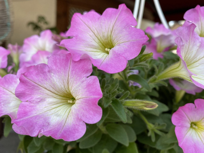 페튜니아 - Common Garden Petunia, Petunia hybrida