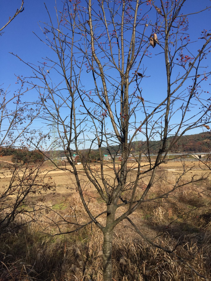 팥배나무 - Korean mountain ash, Sorbus alnifolia (Siebold & Zucc.) K.Koch