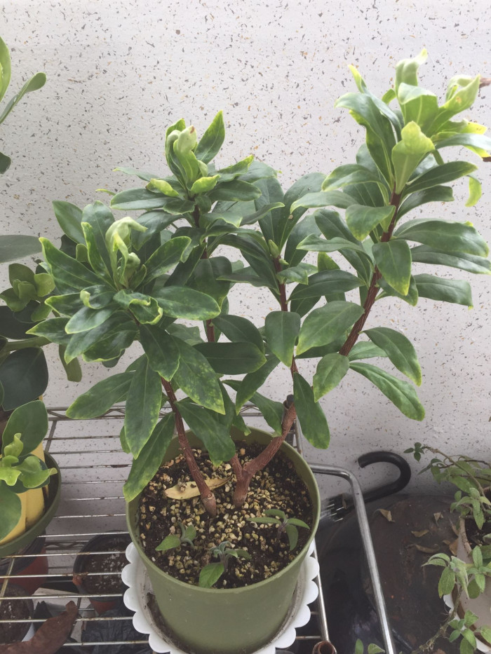 서향나무 - Daphne odor. thunb, Daphne odora Thunb.