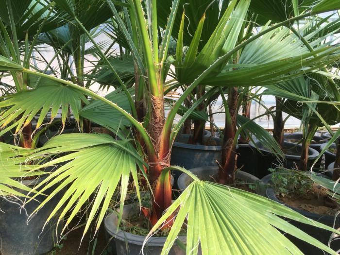 워싱턴야자 - Washington palm, California Fan Palm, Washingtonia filifera