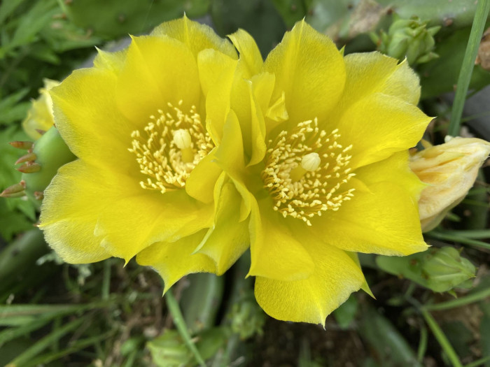 백년초 - Opuntia ficus-india L var. saboten Makino