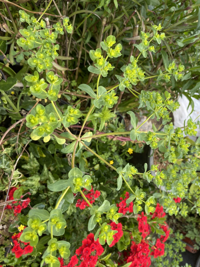 등대풀 - Euphorbia helioscopia L.
