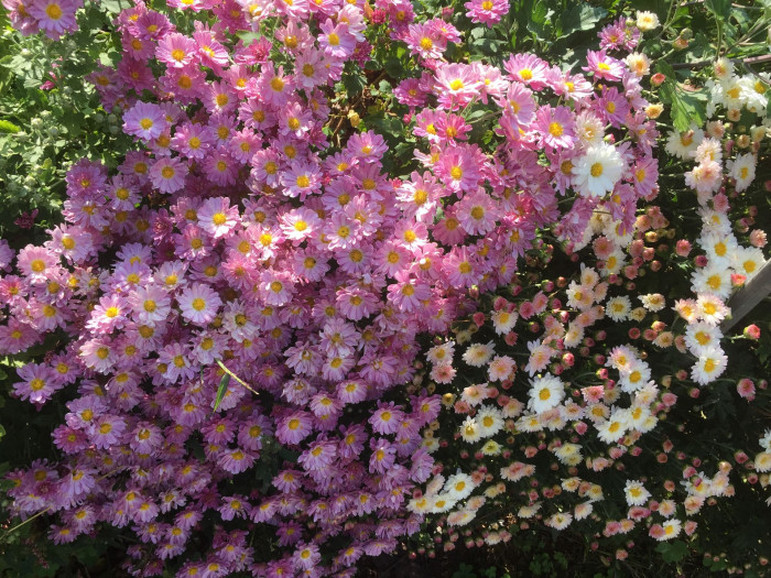 국화 - florist