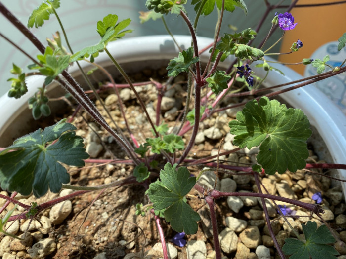 쥐손이풀 - Geranium sibiricum L.