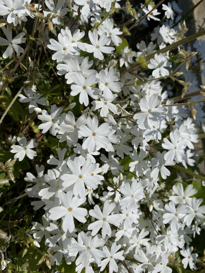 지면패랭이꽃 - Phlox subulata L.