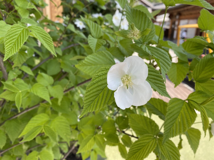 병아리꽃나무 - Rhodotypos scandens 