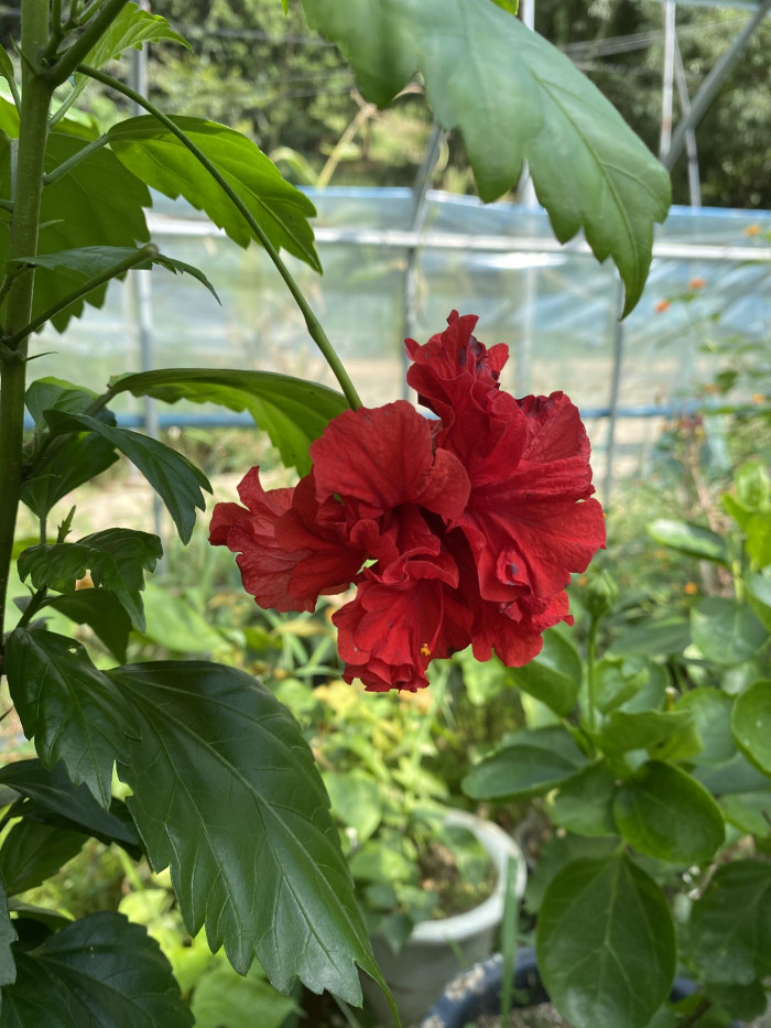하와이무궁화 - hawaiian hibiscus, Hibiscus rosa-sinesis L.