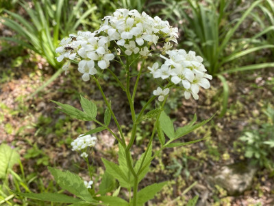 미나리냉이 사진 - Cardamine leucantha (Tausch) O.E.Schulz var. leucantha Photos