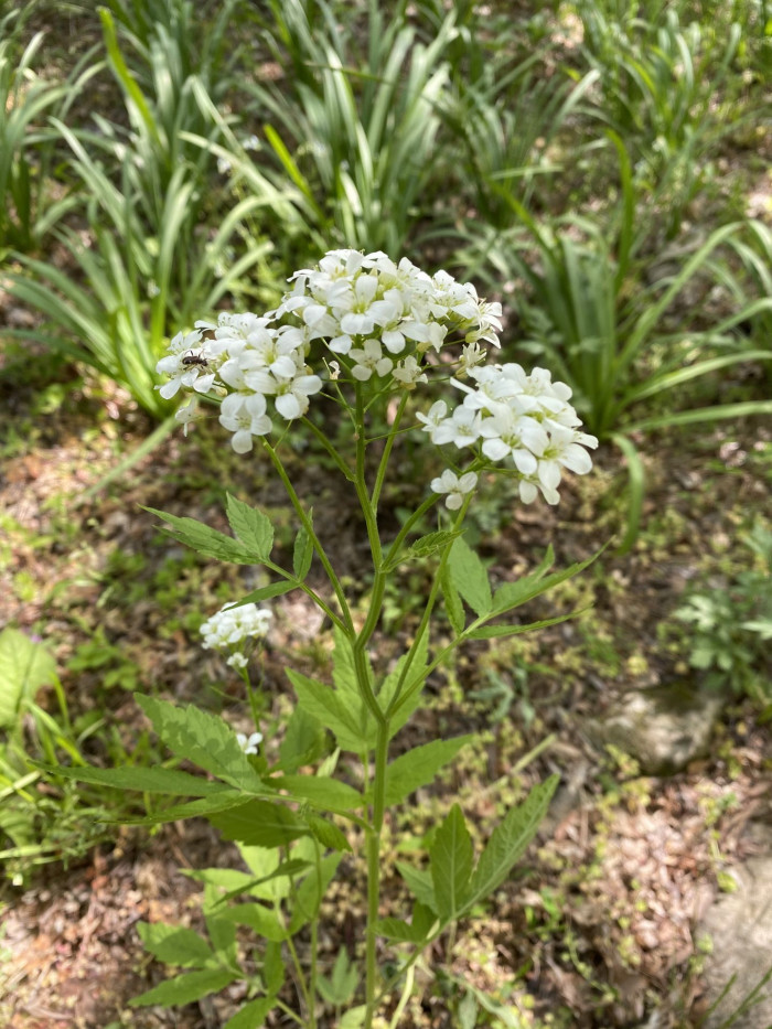 미나리냉이 - Cardamine leucantha (Tausch) O.E.Schulz var. leucantha