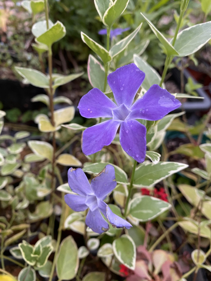 빈카 - bigleaf periwinkle, large periwinkle, greater periwinkle, blue periwinkle, Vinca major L.