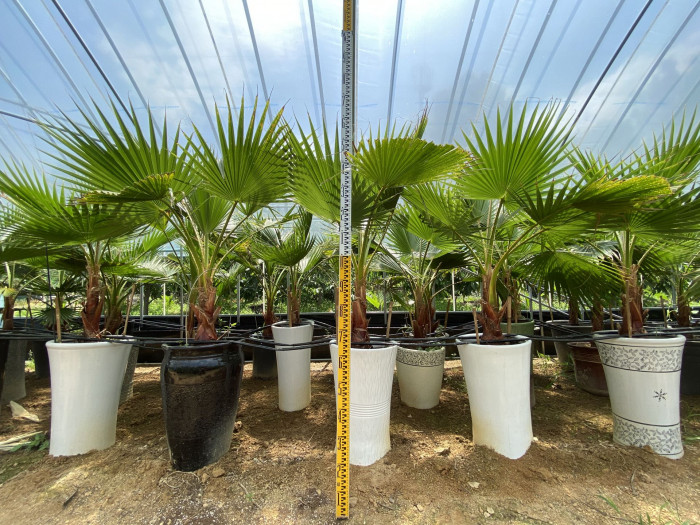 워싱턴야자 - Washington palm, California Fan Palm, Washingtonia filifera