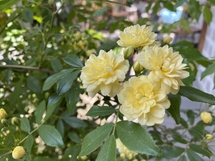 장미 - Rose, Rosa hybrida