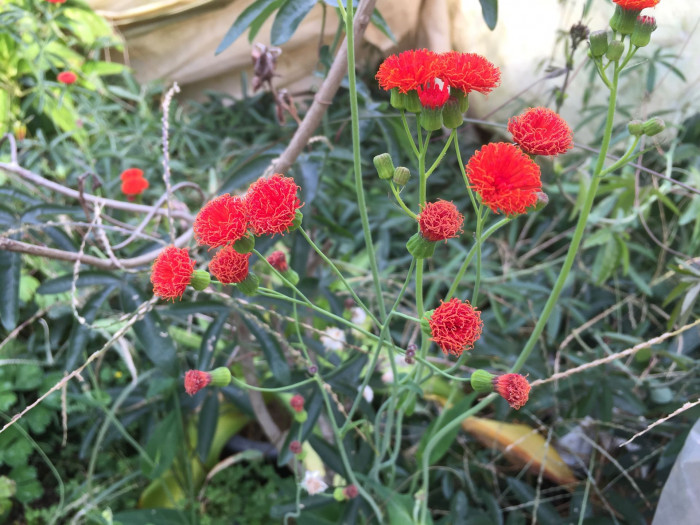 테슬플라워 - Tassel Flower, Emilia coccinea