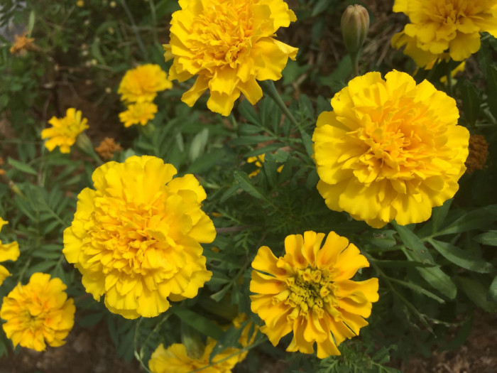만수국 - Mari gold, Tagetes patula L.