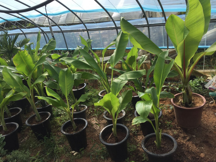 나무바나나 - False Banana,Ethiopian Banana, Ensete ventricosum