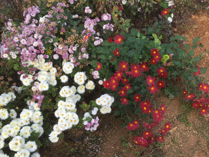 국화 - florist