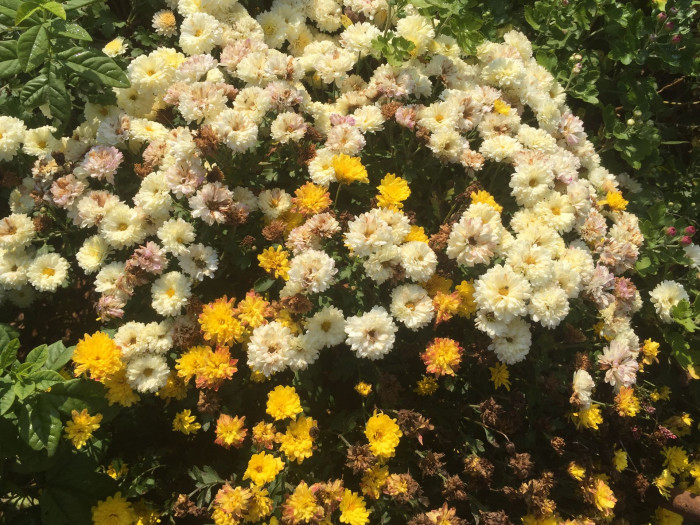 국화 - florist