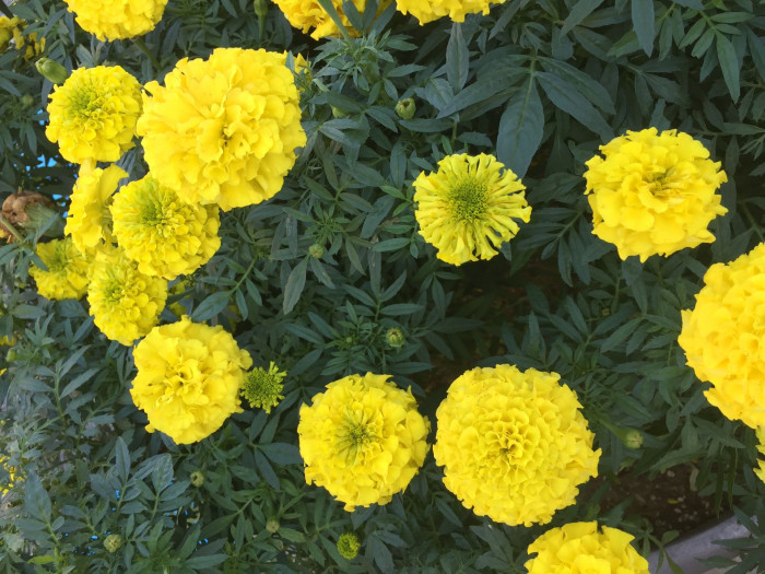 만수국 - Mari gold, Tagetes patula L.